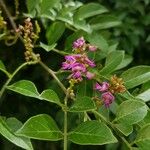 Lonchocarpus parviflorus Blomst