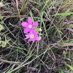 Sabatia campestris Flower