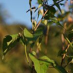 Ipomoea tiliacea Altres