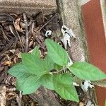 Ruellia pedunculataᱥᱟᱠᱟᱢ