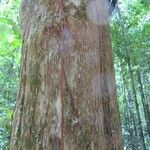Chaetocarpus schomburgkianus Corteza