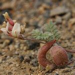 Astragalus monoensis 果實