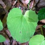 Doronicum pardalianches Blad