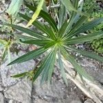 Echium decaisnei Leaf
