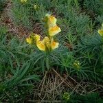 Linaria vulgarisപുഷ്പം