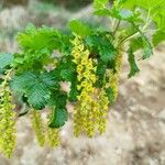 Ribes magellanicum Flor