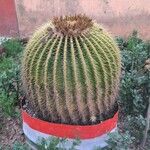 Ferocactus cylindraceus Blad