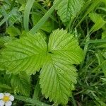 Fragaria vescaList