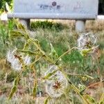 Lactuca serriola Frucht