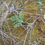 Eryngium amethystinum Blatt