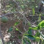 Strychnos madagascariensis Other