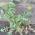 Sisymbrium irio Habit