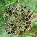 Mutellina purpurea Fruit