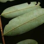 Xylopia nitida Leaf