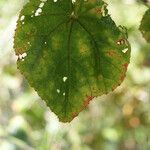 Dombeya ciliata Folla