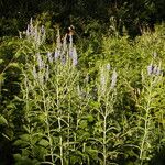 Veronica maritima L.Flower