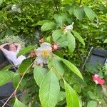 Stewartia rostrata Flor