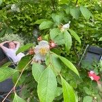 Stewartia rostrata Lorea