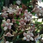 Ocotea sinuata Flower