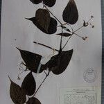 Clematis connata Otro