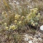 Teucrium rouyanum Hábito