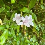 Mackaya bella 花