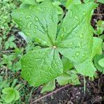 Podophyllum hexandrum Leht