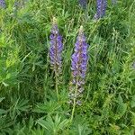 Lupinus polyphyllusBlomst