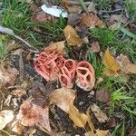 Hydnora abyssinica Blatt