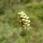 Medicago lupulina Fruit