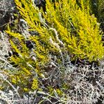 Seriphium plumosum Плод