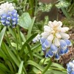 Muscari aucheri Цвят