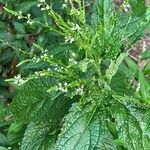 Verbena urticifolia Flower