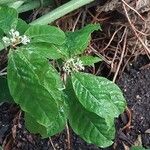 Psychotria nervosa List