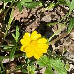 Ranunculus californicus Fleur