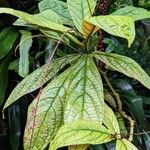 Trichostigma peruvianum Hoja