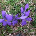 Viola calcarata Flor