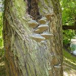 Salix babylonica Corteza