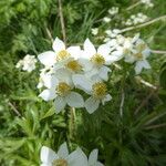 Anemone narcissiflora 花