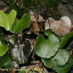 Adiantum reniforme Habitat