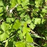 Rubus pruinosus Leaf