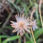 Tridax procumbens Frukto