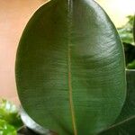 Ficus elastica Folha