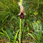 Ophrys bertolonii Blomma