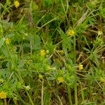 Potentilla intermedia Облик