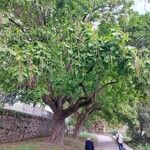 Catalpa bignonioides Hábitos