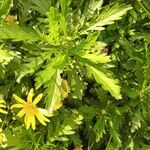 Euryops chrysanthemoides Folio