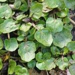 Nasturtium officinale Levél
