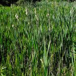 Typha × glauca Habit