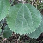 Boehmeria virgata Leaf